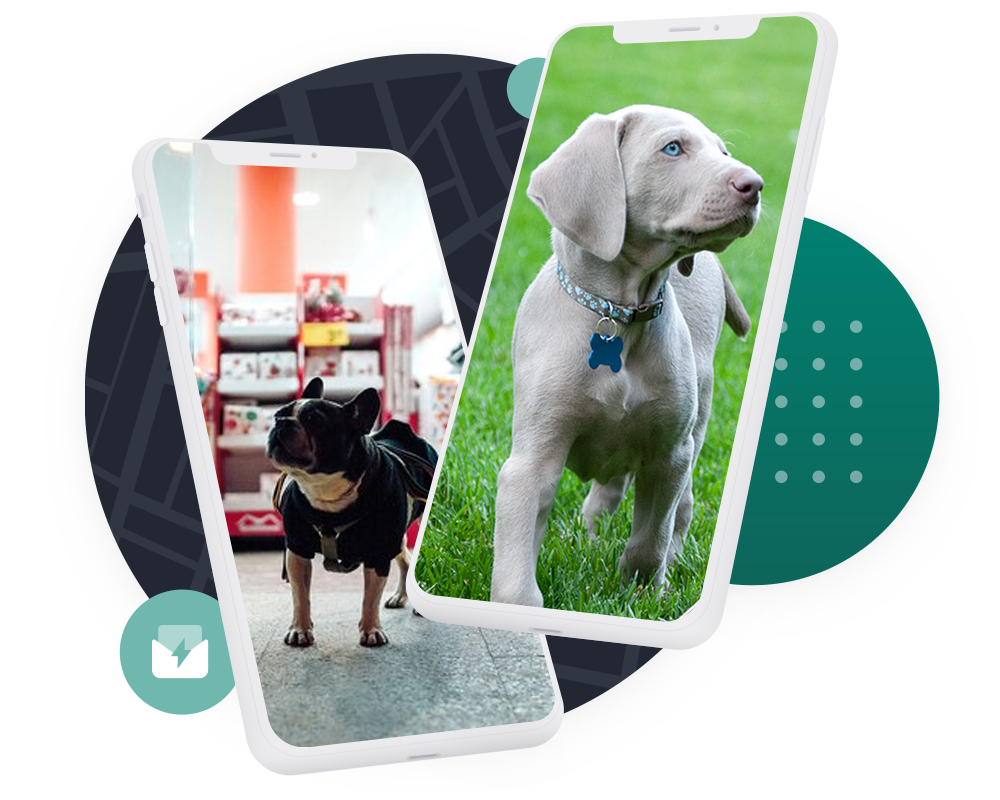 Pet supplier ecommerce case study